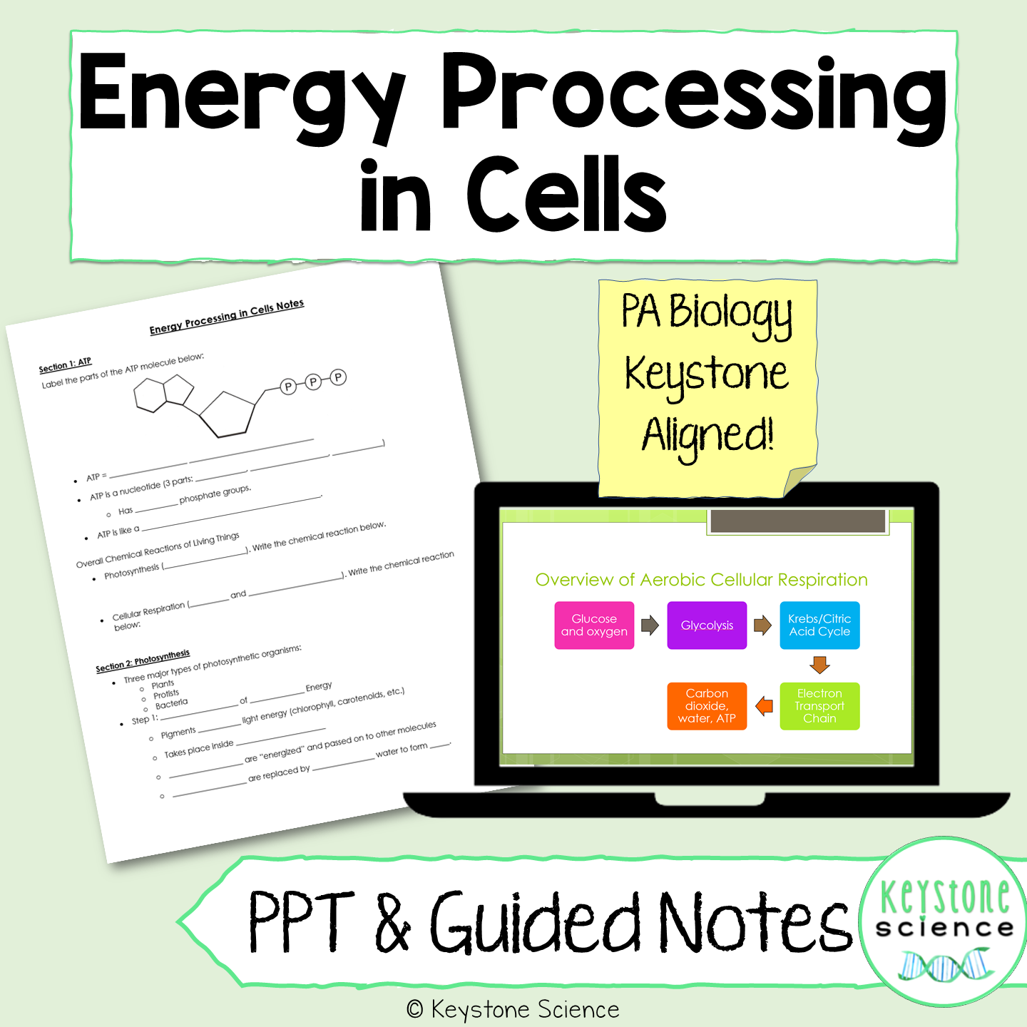 Cellular Respiration Photosynthesis PowerPoint and Guided Notes Keystone Aligned