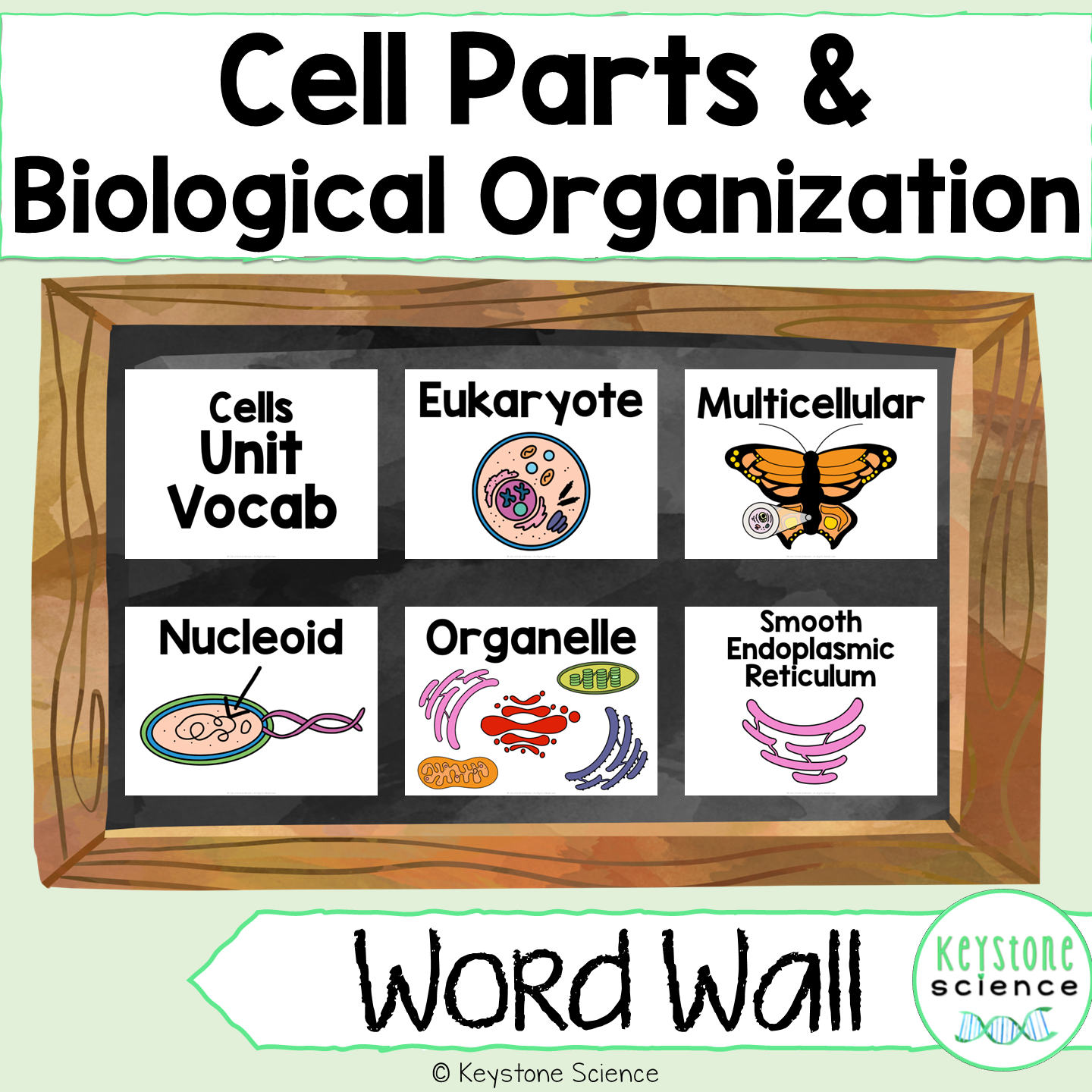 Cell Types, Parts, Levels of Organization Word Wall Vocabulary ESL ELL
