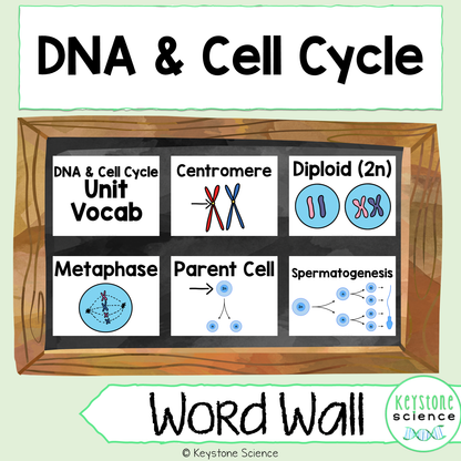 Cell Cycle, Mitosis, Reproduction Word Wall and Vocabulary ELL ESL