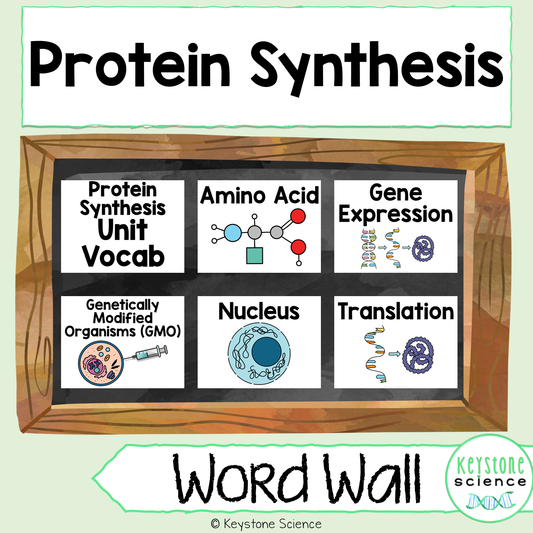 Protein Synthesis and Mutations Word Wall and Vocabulary ESL, ELL