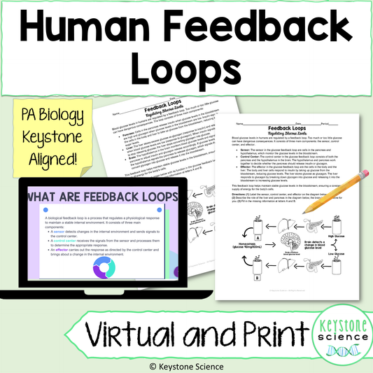 Human Feedback Loops Homeostasis Regulation Student Stations & Digital Activity