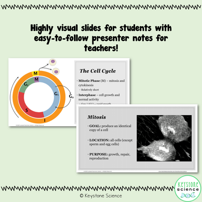 Cell Cycle and Mitosis PowerPoint and Guided Notes Biology Keystone Aligned
