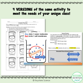 Osmosis Diffusion Differentiated Practice Worksheet Printable & Digital Version