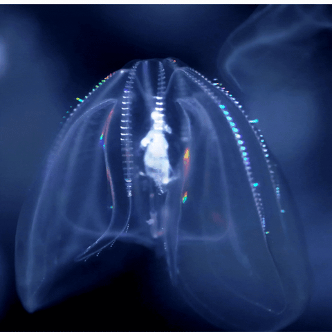 7 Ways to Implement Phenomena in Your Science Classroom 3