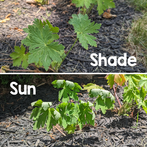split image comparing the leaves of the same plant in the shade and sun. in the shade they are open and flat, in the sun they are curled over
