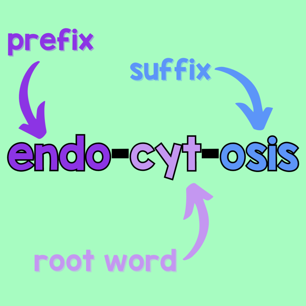 Science Vocabulary Words breakdown with diagram to indicate prefix, suffix, and root word of endocytosis