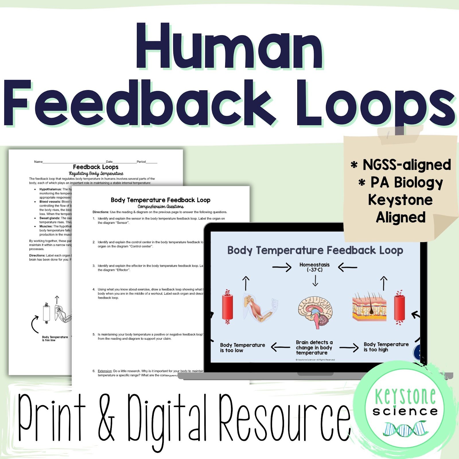 5 Engaging Activities to Master Teaching Human Feedback Loops and Homeostasis 4