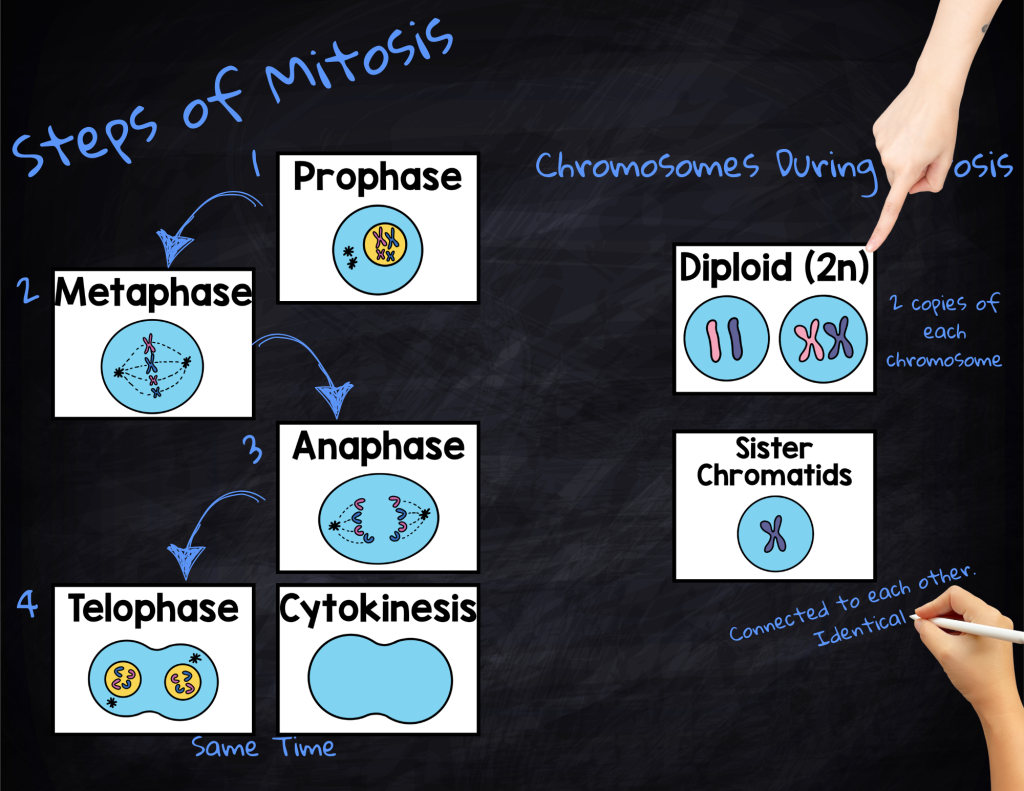 5 Creative Ways to Use Word Walls to Support ELL Students in Science 2