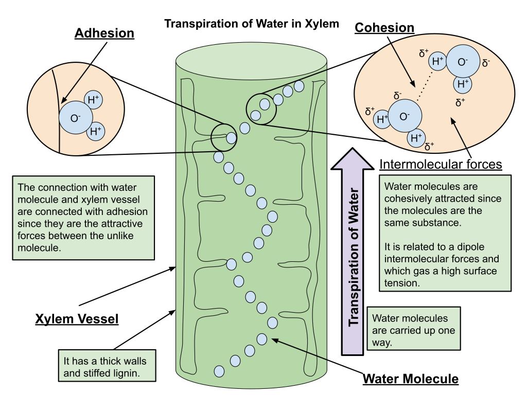 Phenomenal Learning: An Inquiry-Based Lesson Model to Adapt Existing Labs to the NGSS 2