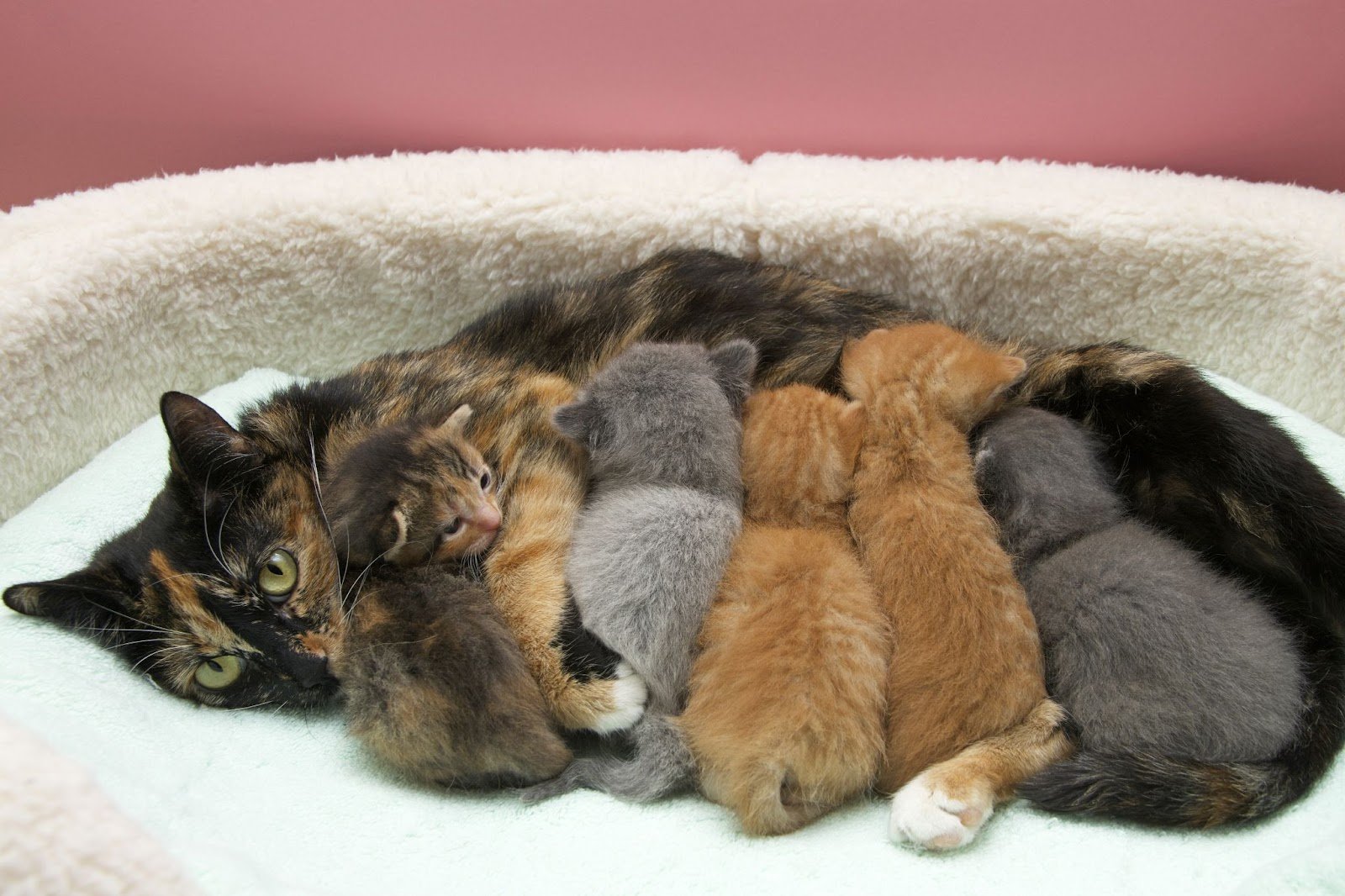 Engaging 5E NGSS-Aligned Genetics Unit to Teach Inheritance Patterns with Cat Genetics 2