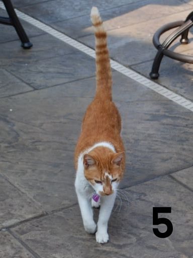 orange tabby cat walking