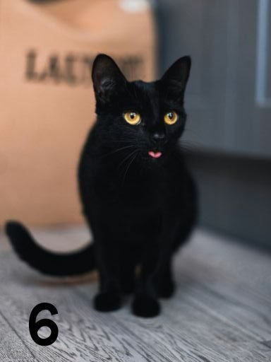 a black cat sticking his tongue out