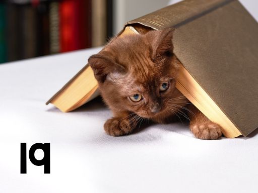 brown kitten under a book