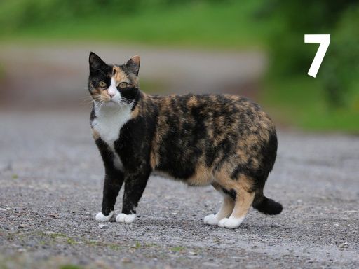 calico tuxedo cat standing
