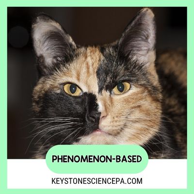 split faced Cat genetics unit phenomenon