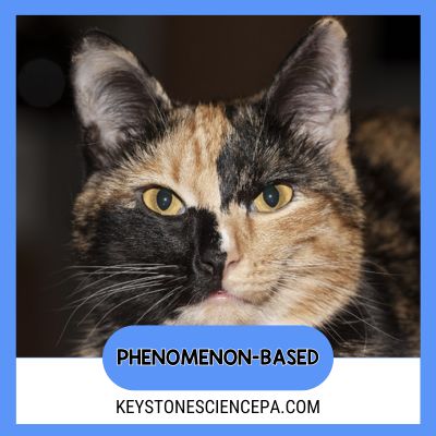 split faced Cat genetics unit phenomenon