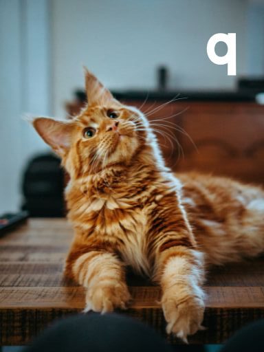 orange tabby cat