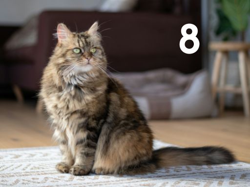 long haired tabby cat sitting