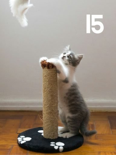 a gray tabby cat on a scratcing post