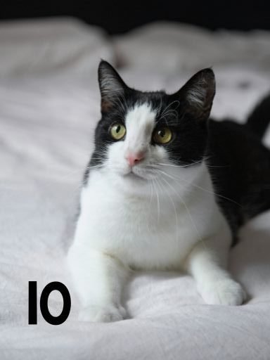 a cat black and white tuxedo cat